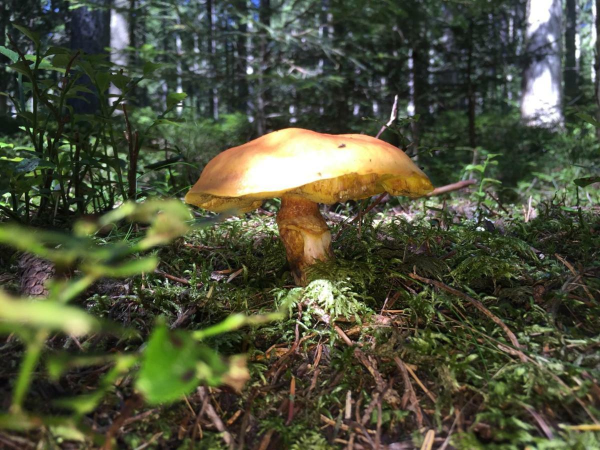 Gluehwuermchenhuette Villa Ratten Exteriör bild